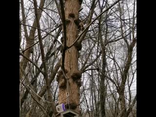 White bear74 20200311 091311 0 mp4