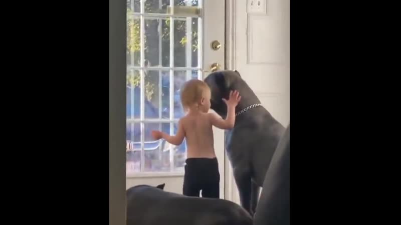 Thоsе dоgs wоuld prоtесt that littlе guy frоm any harm