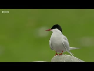 Bbc one wild shetland scotlands viking frontier (2019)