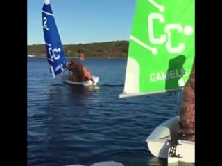 “dude, it’s all your fault we couldn’t place reservations on noah’s ark”