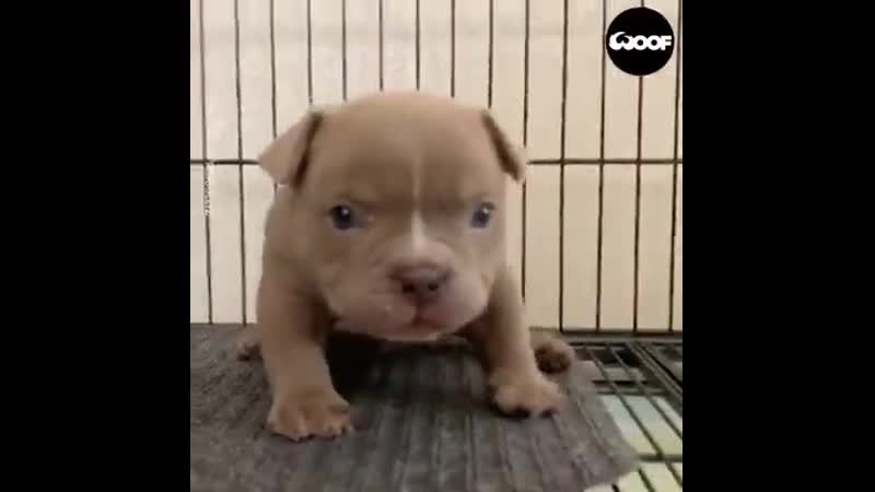That's оnе fеrосiоus bеast!