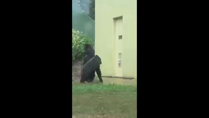 Прячутся от дождя