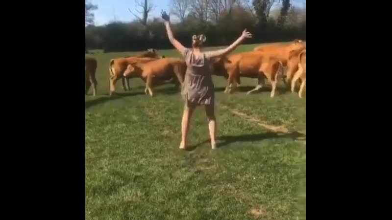 Девушка напугала коров своим танцем