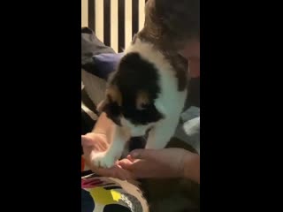 My blind 18 yr old cat has a very special relationship with my boyfriend and managed to climb on his shoulders where she needed