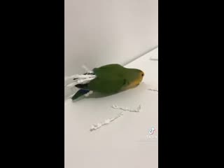 Birb diy papеr соstumе