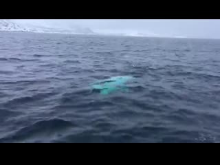 Beluga whale playing fetch with a rugby ball