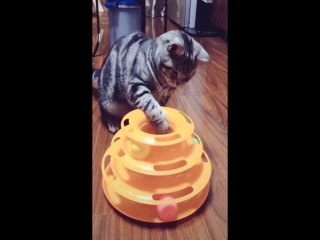 Three removable turntable cat toy funny tower cat toy pet ball disk interactive amusement plate