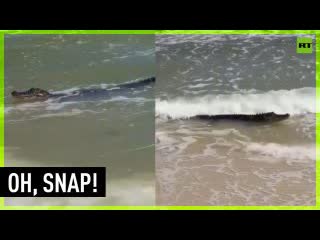 Alligator takes beach vacation