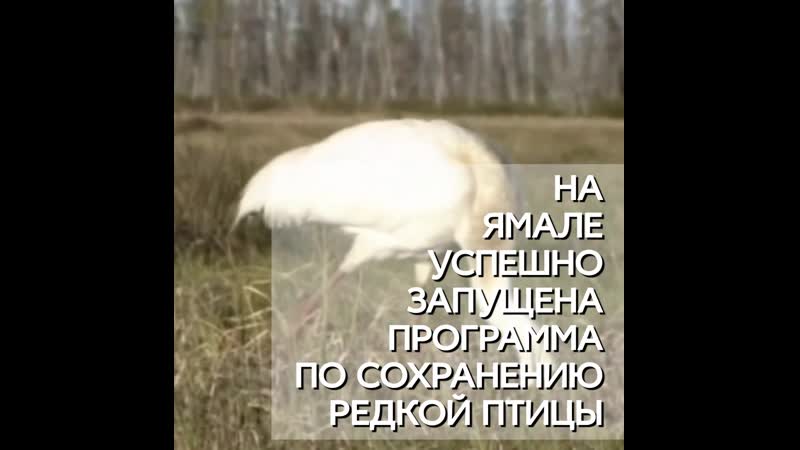 Сохраним природу ямала