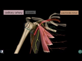 45 upper limb arteries arm and forearm 3d anatomy tutorial