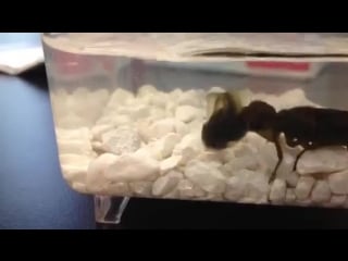 Dragonfly larvae (aeshnidae) vs tadpole