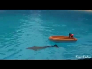 Дельфинарий
