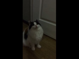 Мурка красотка любит сниматься на видио