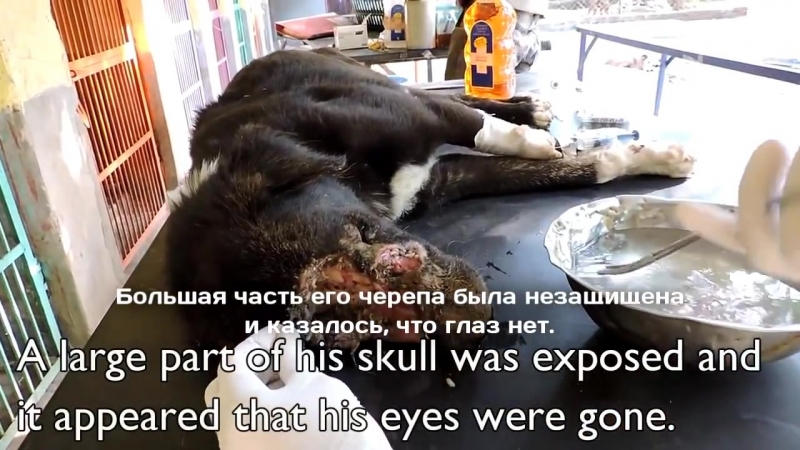 Поразительное восстановление калу [русские субтитры]