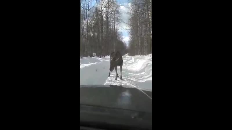 Лосяш