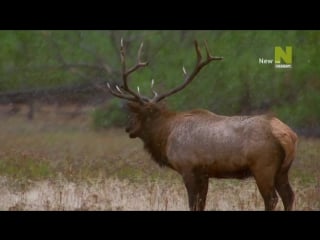 Bbc нетронутые уголки дикой природы серия 10 йеллоустон