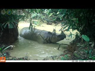 Asian rhinos