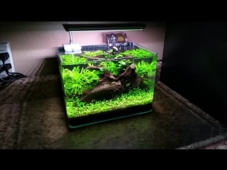 3 gallon nano planted tank, day 75