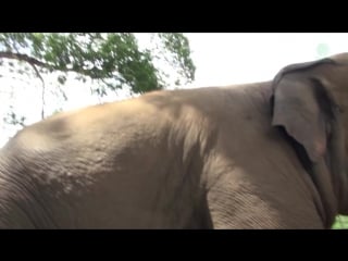 Lazy baby elephan dok rak waking up by the herd during nap time