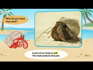 Meet the porn 34 land hermit crab level 2 by little fox