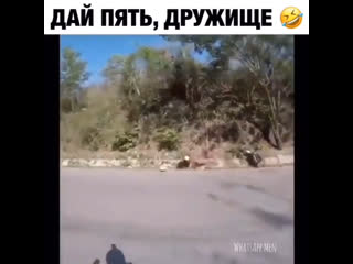 Дай пять дружище 👋