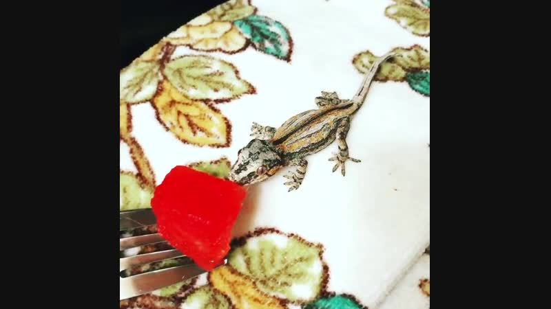 Ушастый новокаледонский геккон пробует арбуз