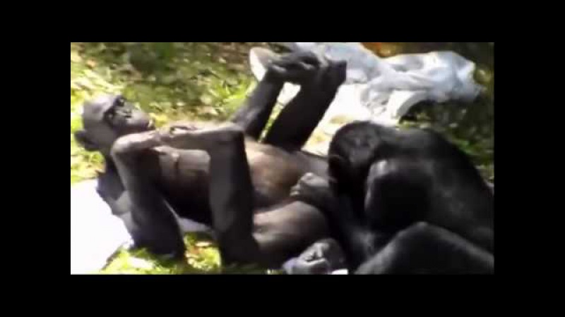 странный секс обезьян порно видео