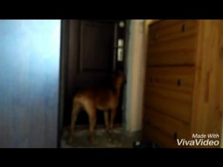 Утро рагнара/nik tv