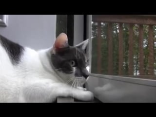 Тяночки и котики\вьетнам