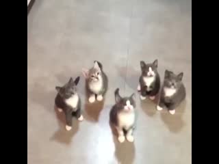 Котята нет ничего милее