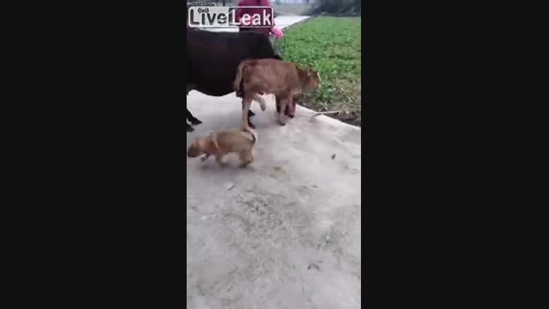 Моська и бычок