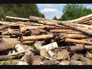 Промышленники рубили лес в заказнике в тогучинском районе ради добычи золота