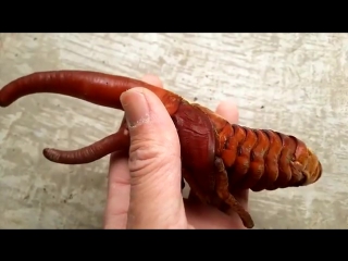 Alien like hercules beetle wriggles while inside pupa before it prepares to emerge as fully grown in