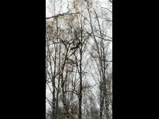 Vid 20201016 121406 mp4