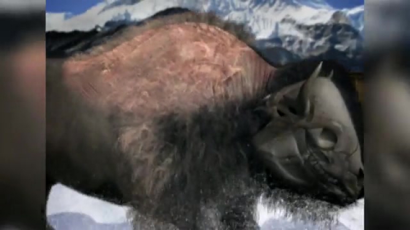 Бизон бодает мужика (bison charges at man)