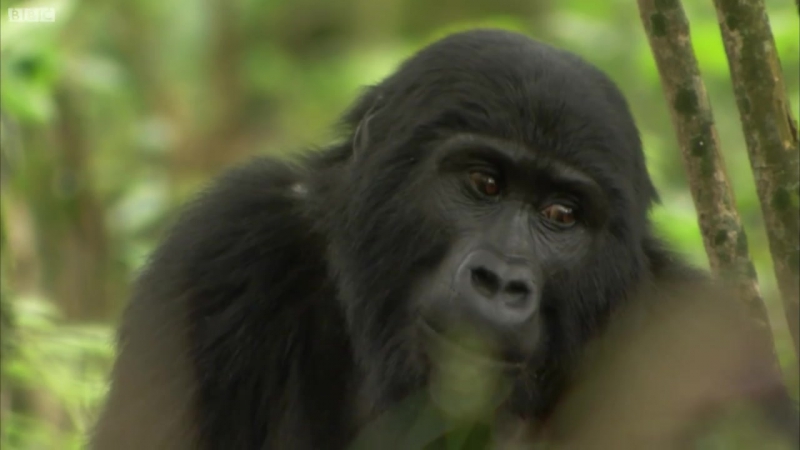 Gorilla mating mountain gorilla bbc