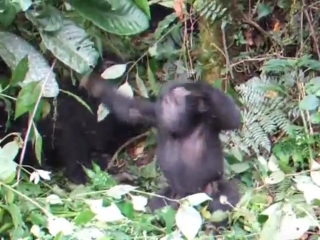 Baby gorilla trying to be intimidating