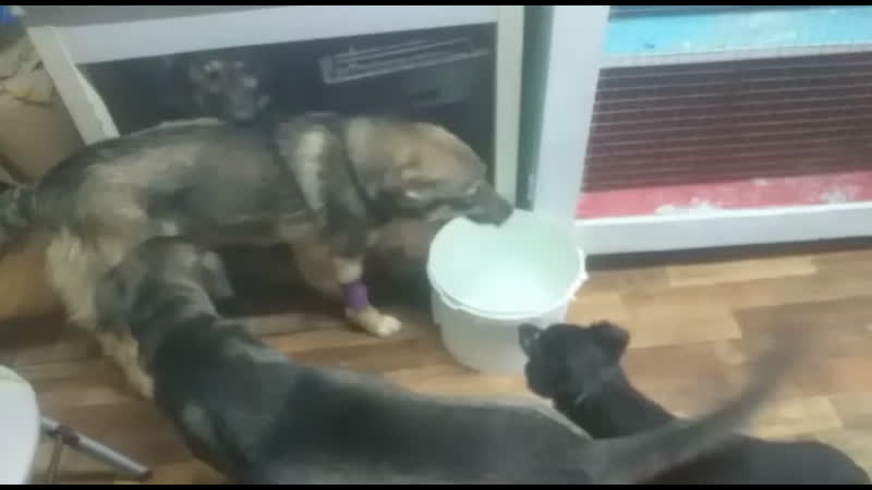 Амура и даная