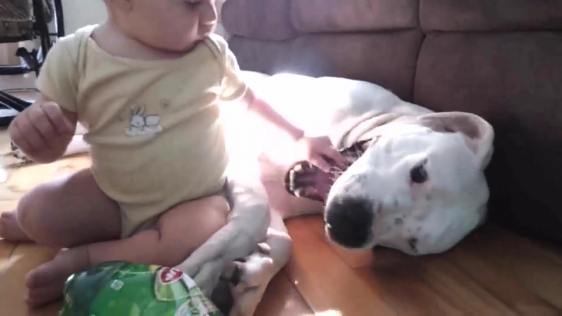Dogo porn video – Dogo argentino