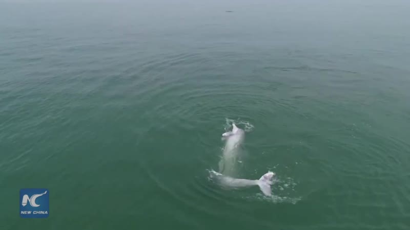 Спаривание китайских дельфинов