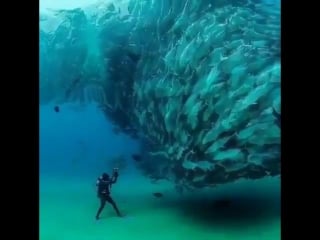 В глубоком синем море