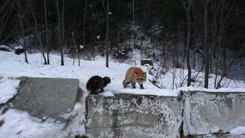 Лисица отобрала у кота хавчик