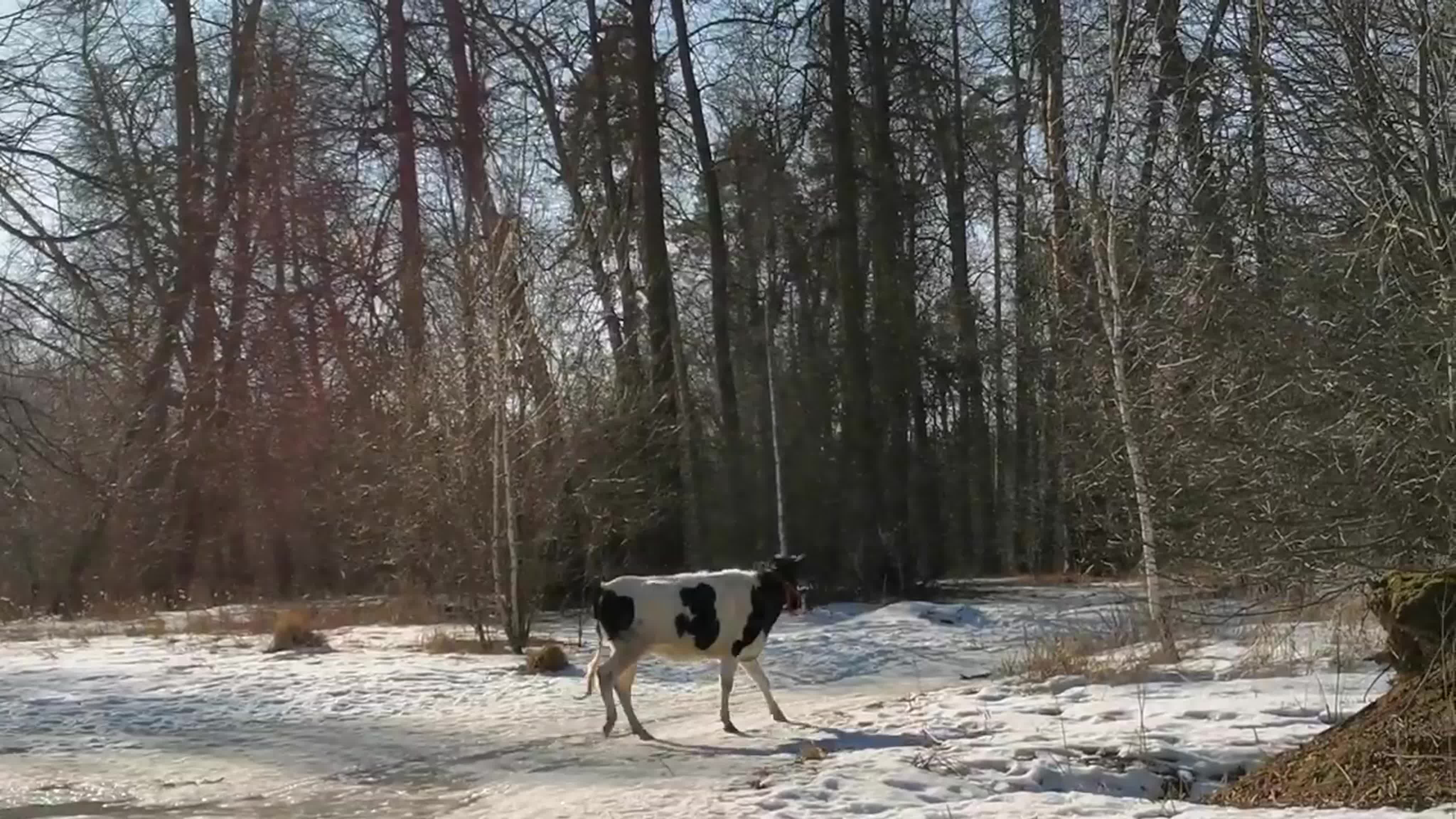 Лошадь и корова