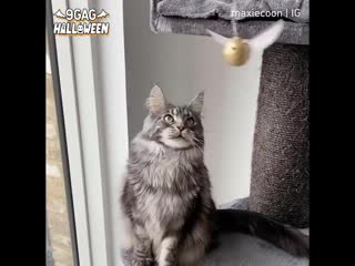 Идеальная игрушка для котиков!