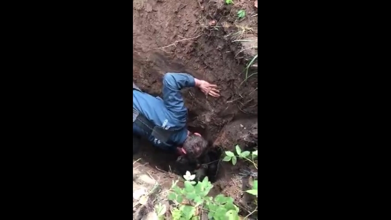 Сотрудники мчс ленобласти спасли пса, которого засыпало в яме, выкопанной у доро