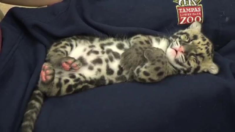 Leopard porn video – Catnapping clouded leopard cub