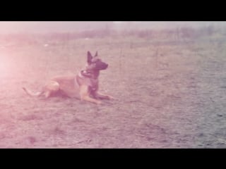 Pita obedience training