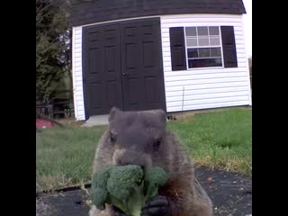 Love your greens chubby groundhog eats broccoli