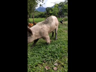 Fazendo amizade com pepa e seus filhos