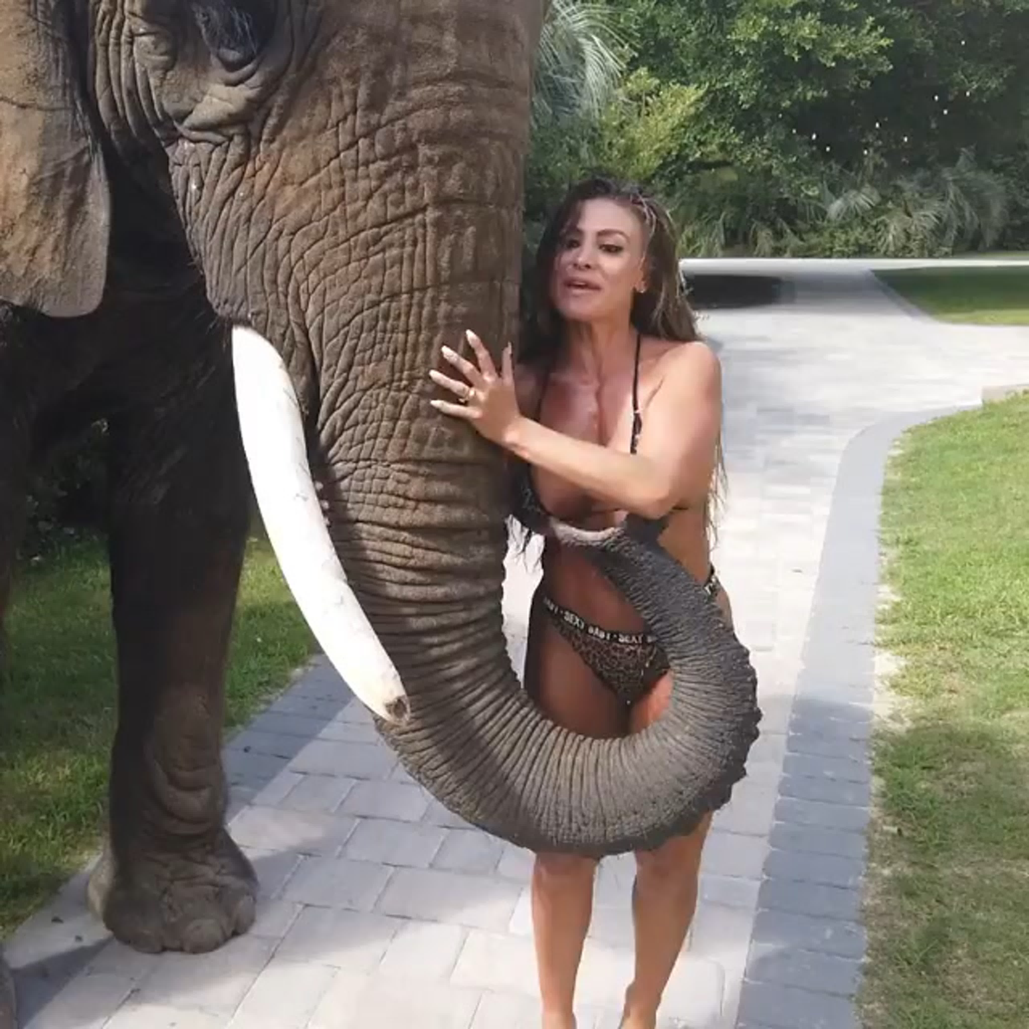 Слон шалун 😉 - BEST XXX TUBE